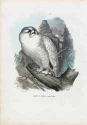 Gufo delle nevi, 1863-79